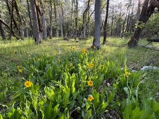 Photo of 36435 Ditch Creek 1 of 12