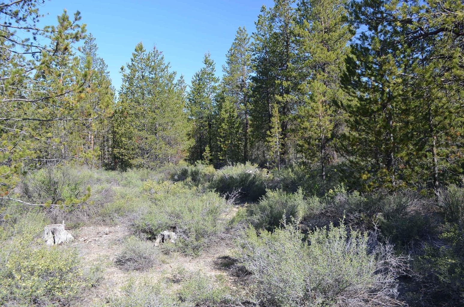 Forest Service, Gilchrist, 97737