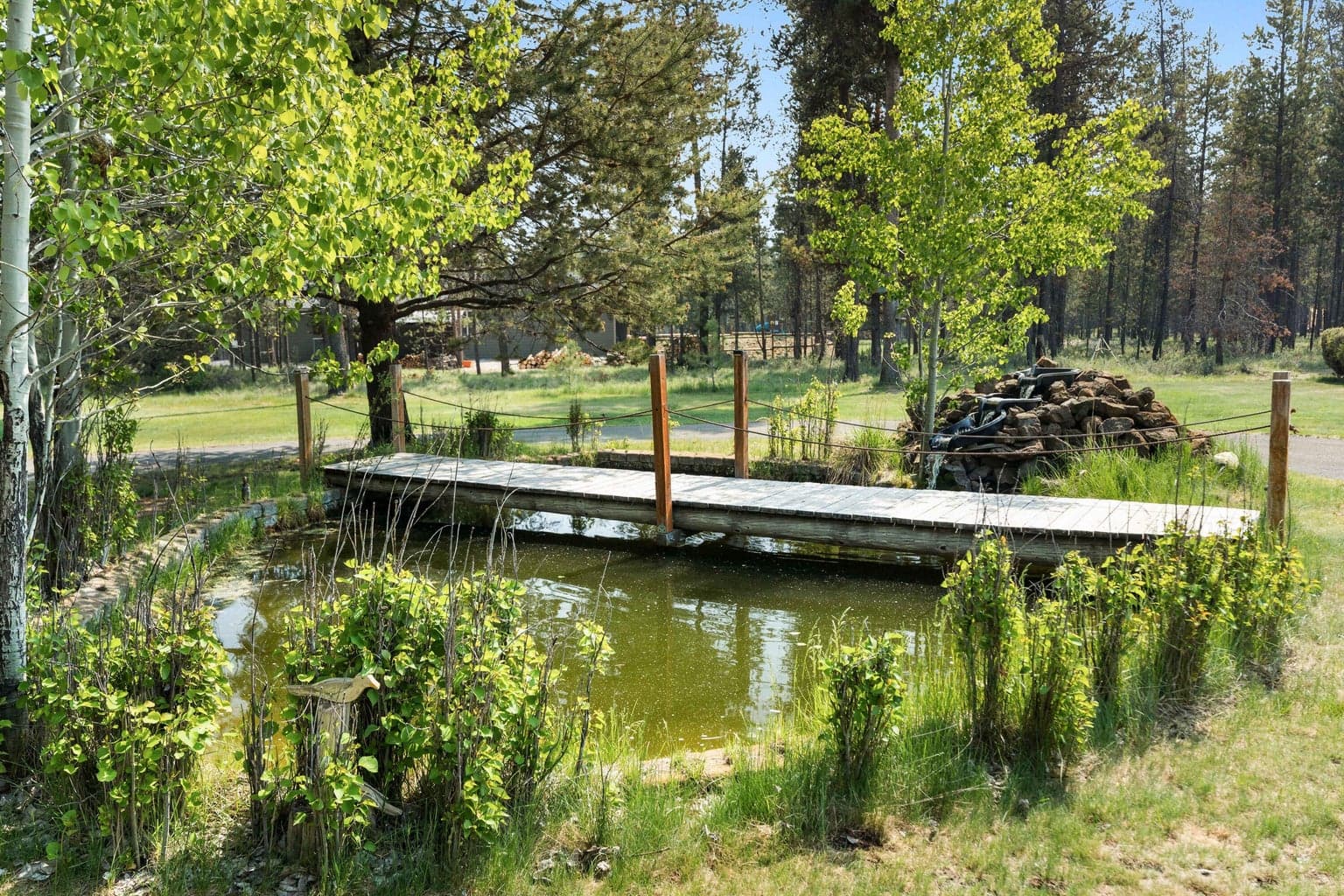 Photo of 55105 Jack Pine 3 of 85