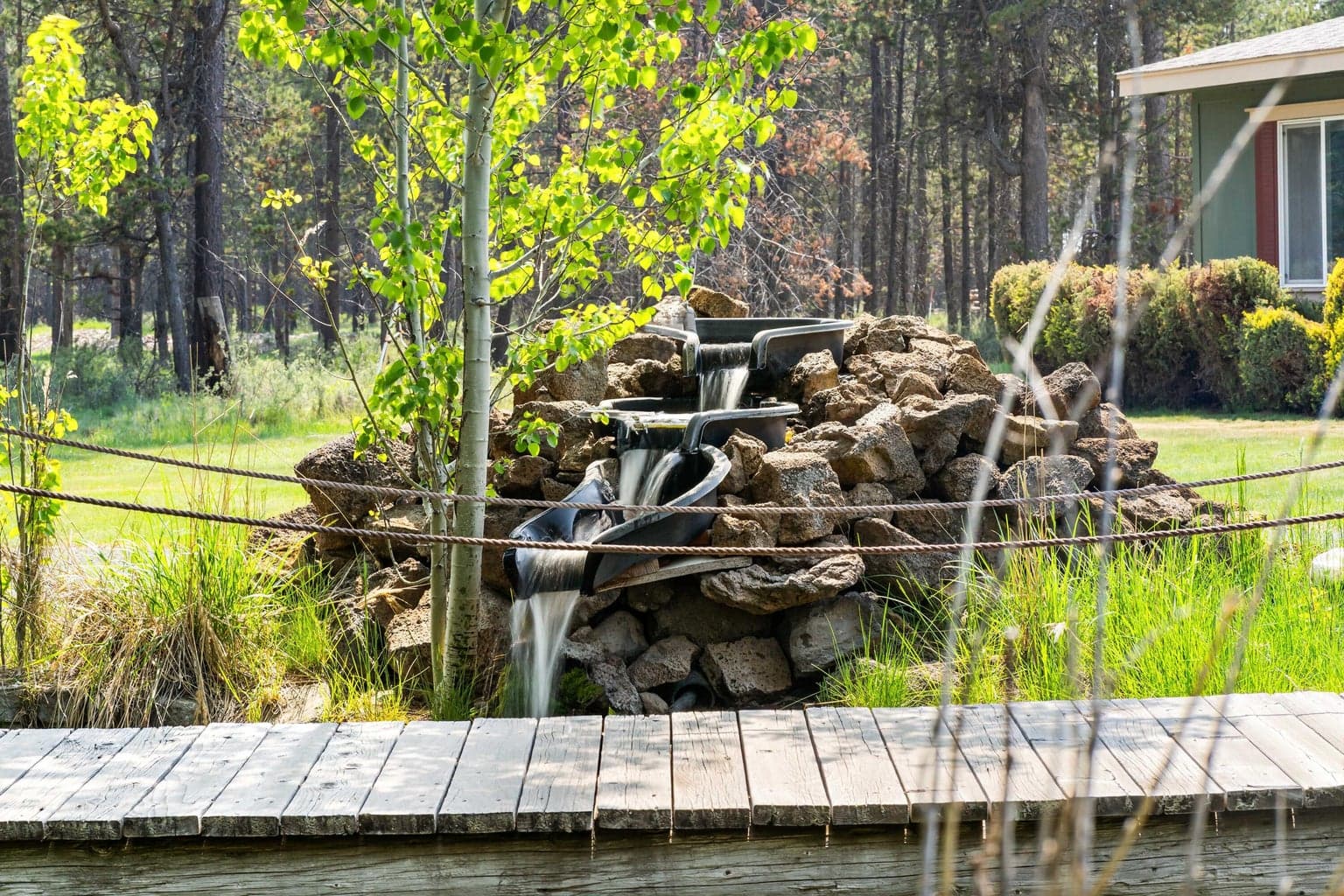 Photo of 55105 Jack Pine 4 of 85