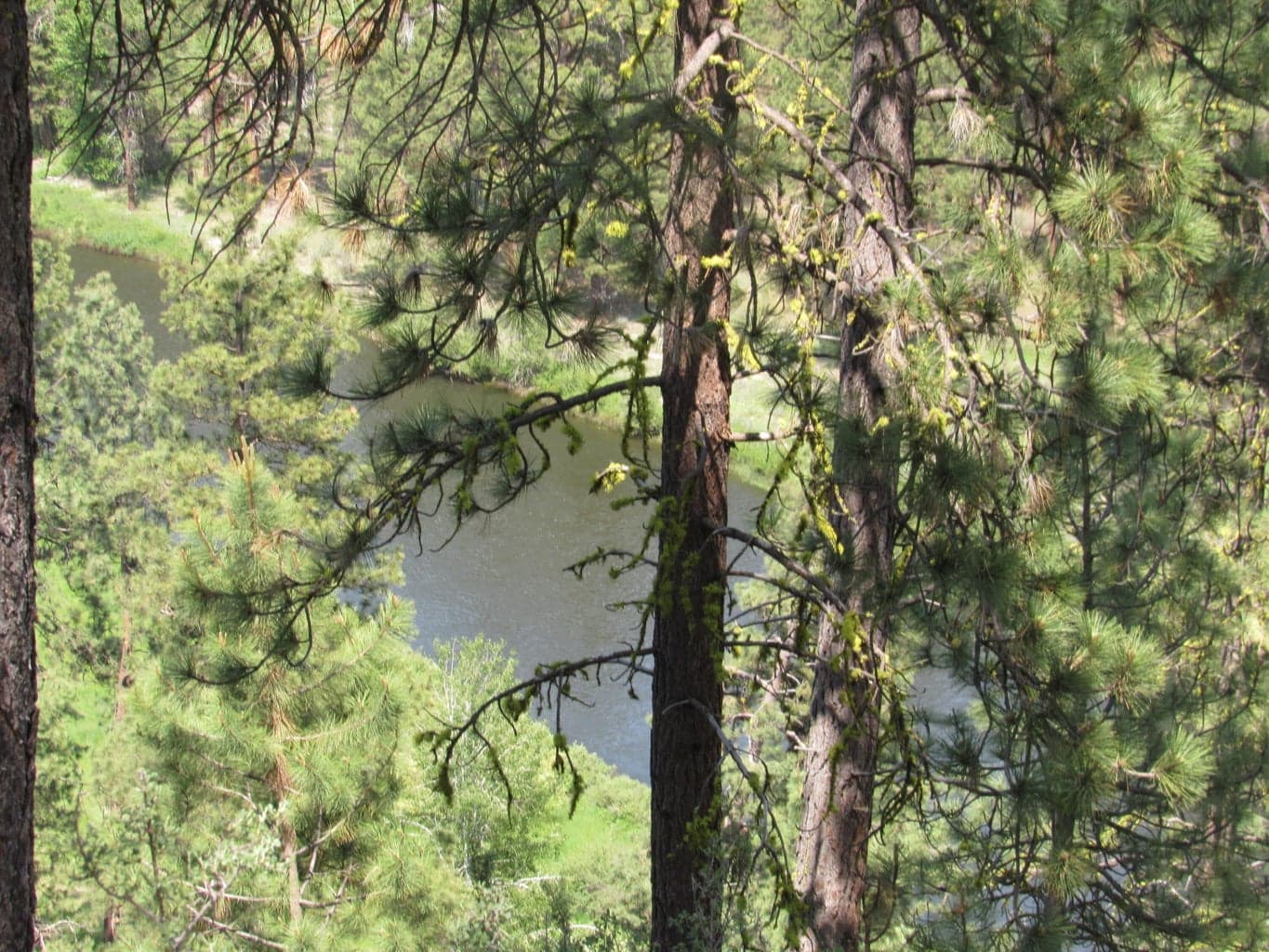Forest & River