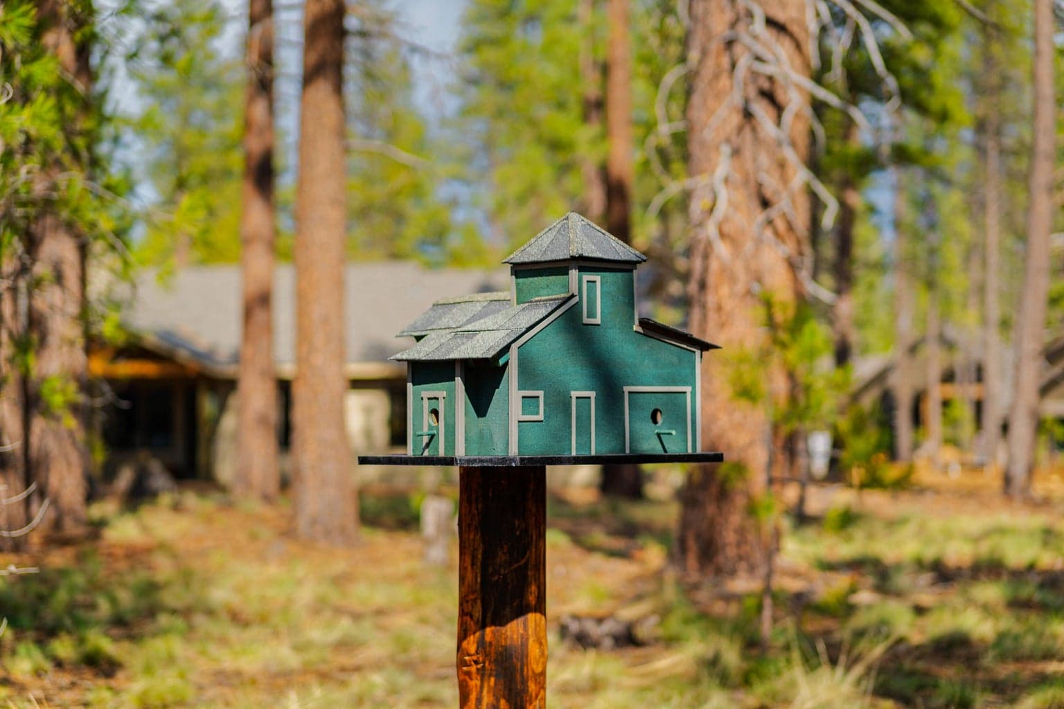 Park's Birdhouse Forest