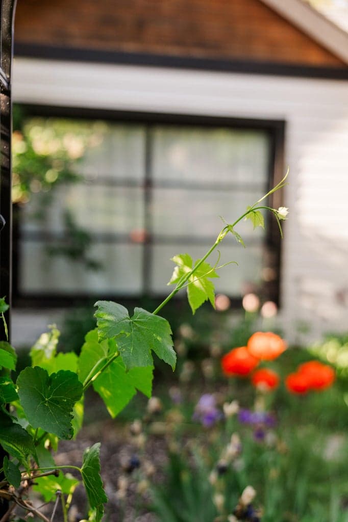 Garden view to second bedroom window