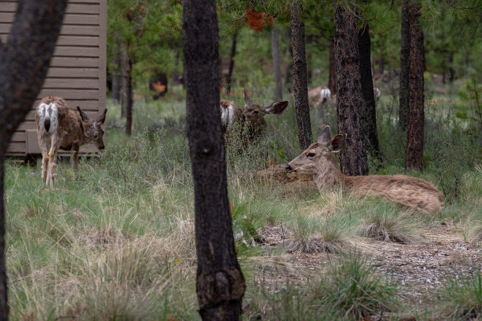 Photo of 17748 Warbler East Lane 29 of 30