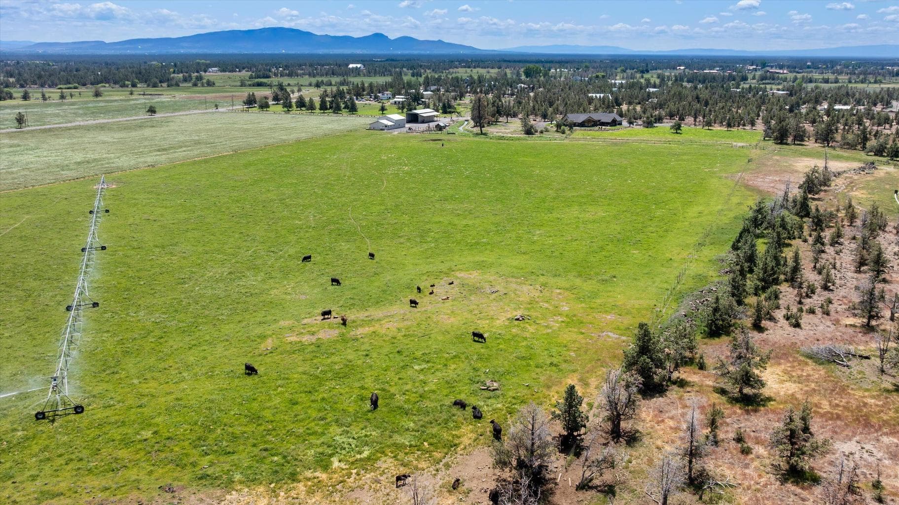Pasture for cattle with pivot