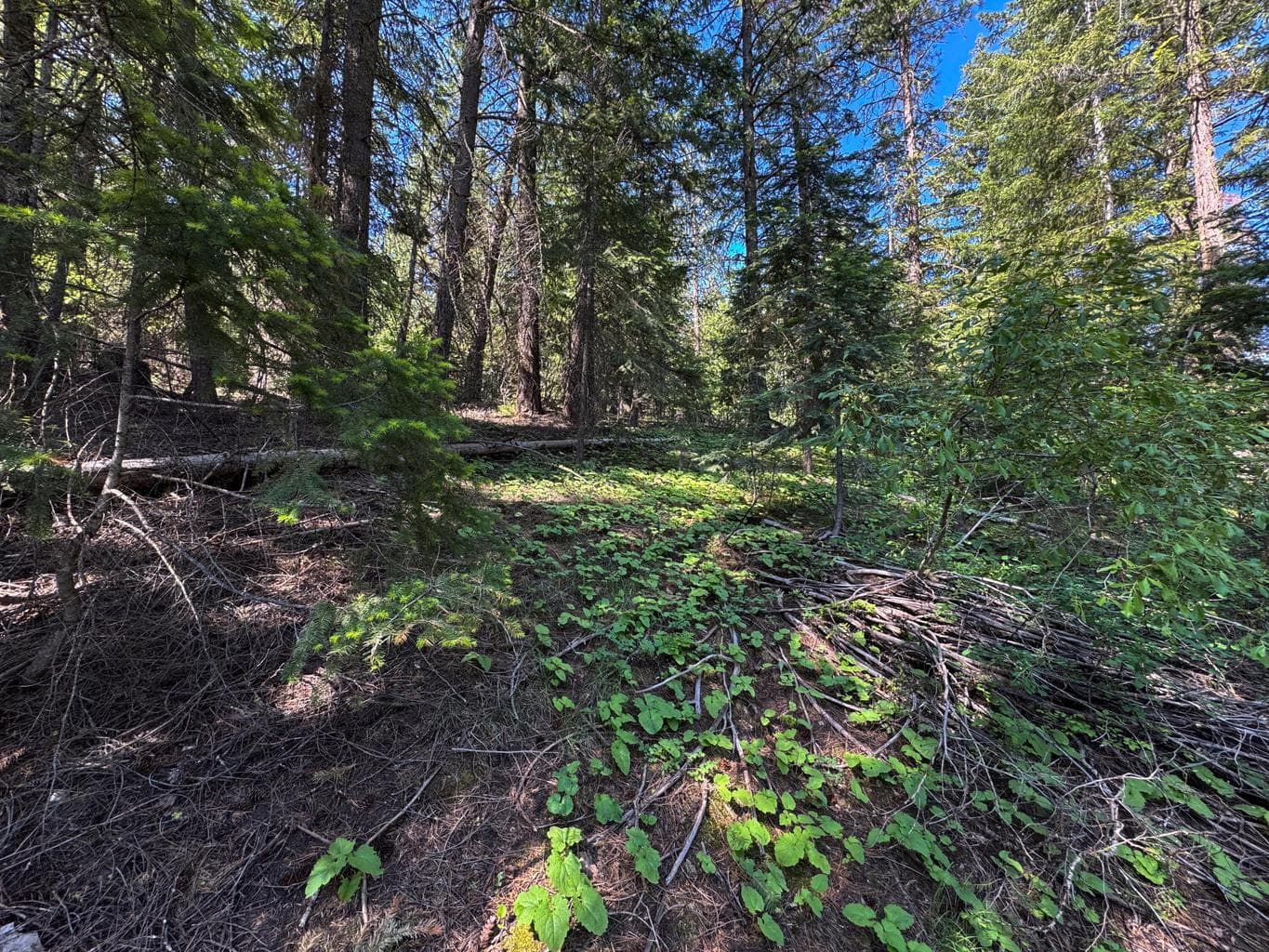 Photo of NKA Kodiak 4 of 8