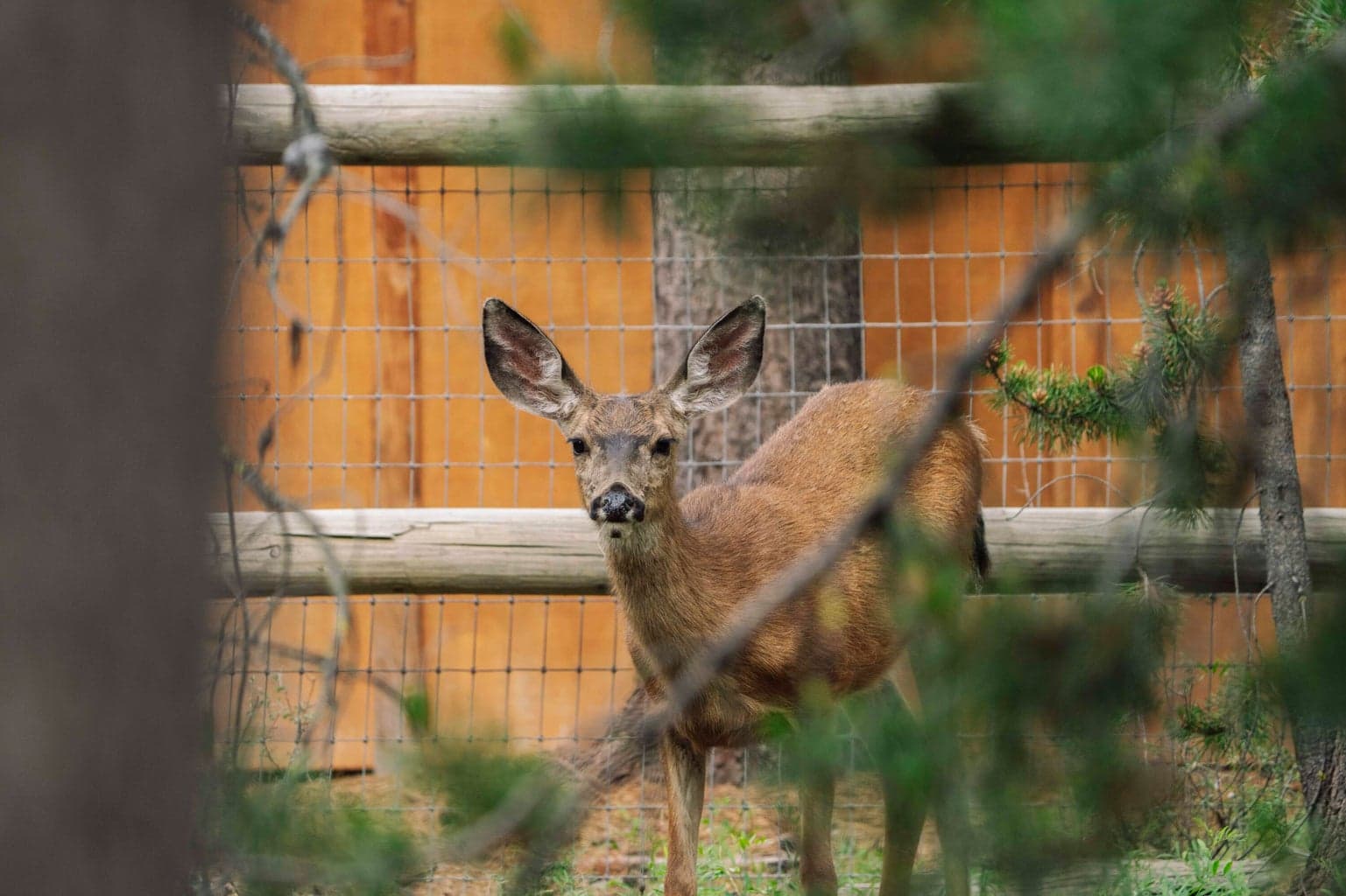 Photo of 55827 Wood Duck Drive 14 of 39