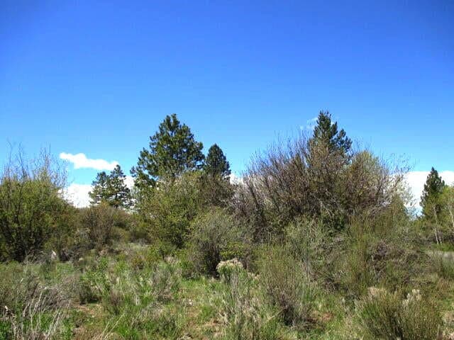 Photo of 0 Forest View 4 of 8