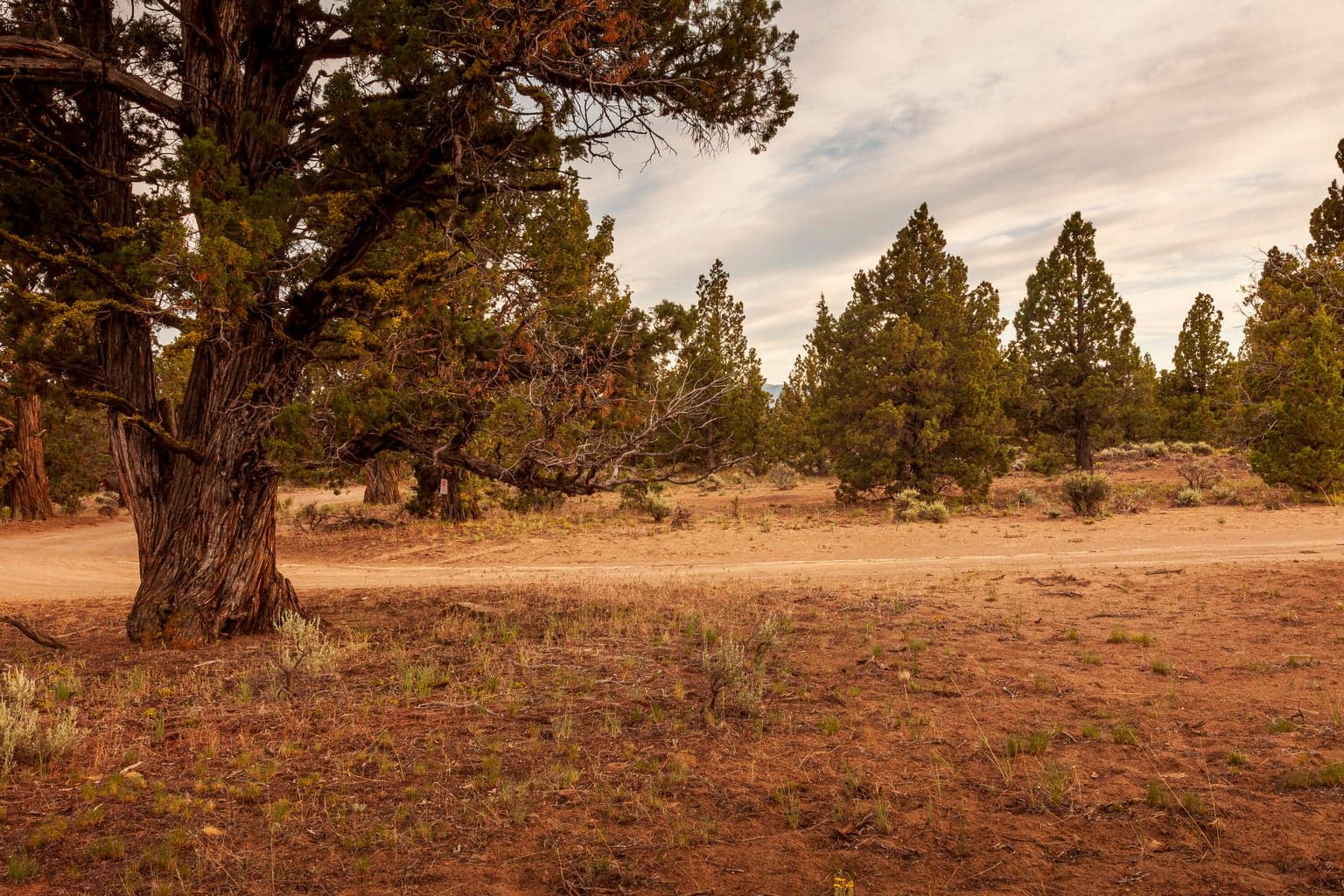Approximate NE corner of the lot (looking South).