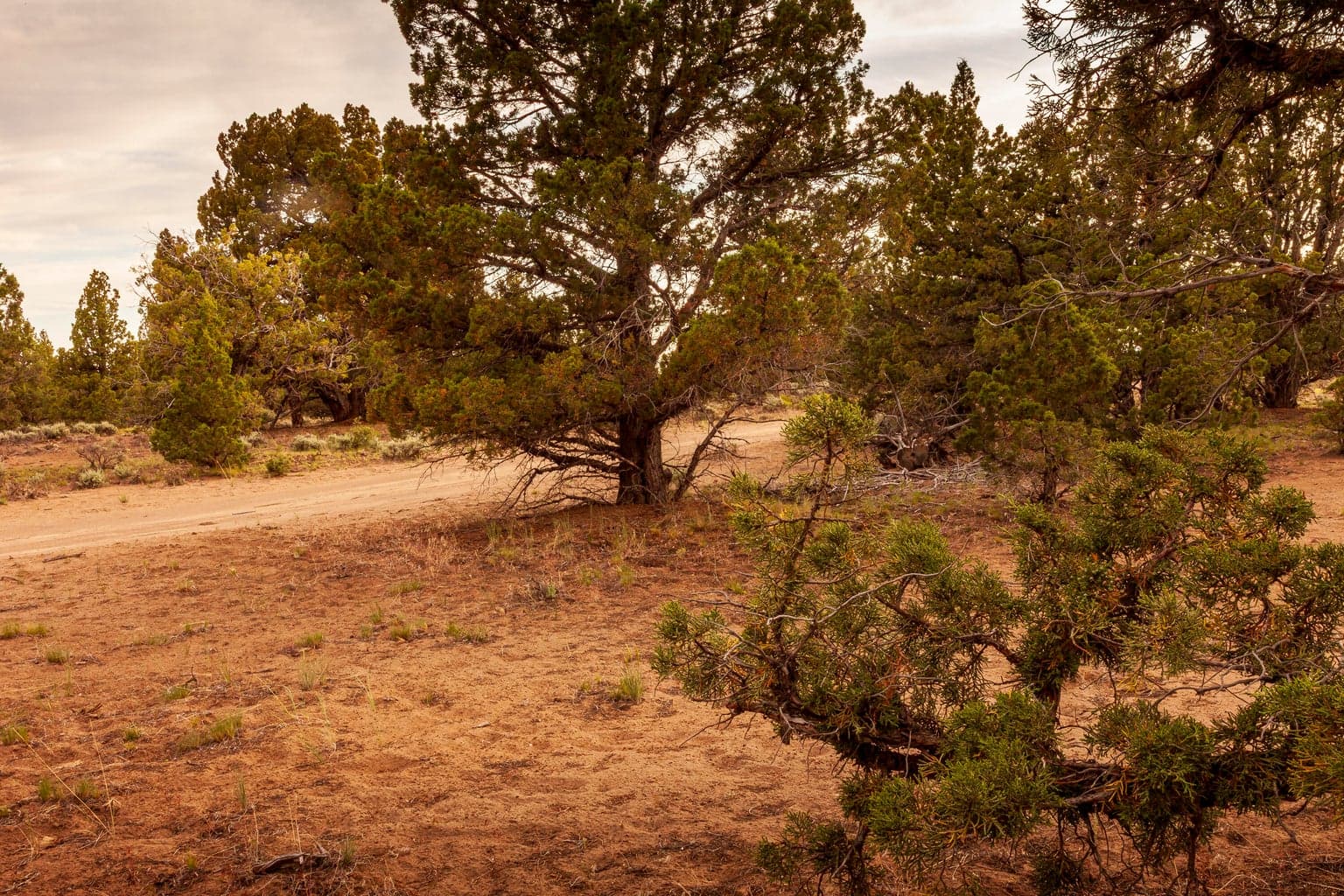 Approximate NE corner of the lot (looking Southwest).