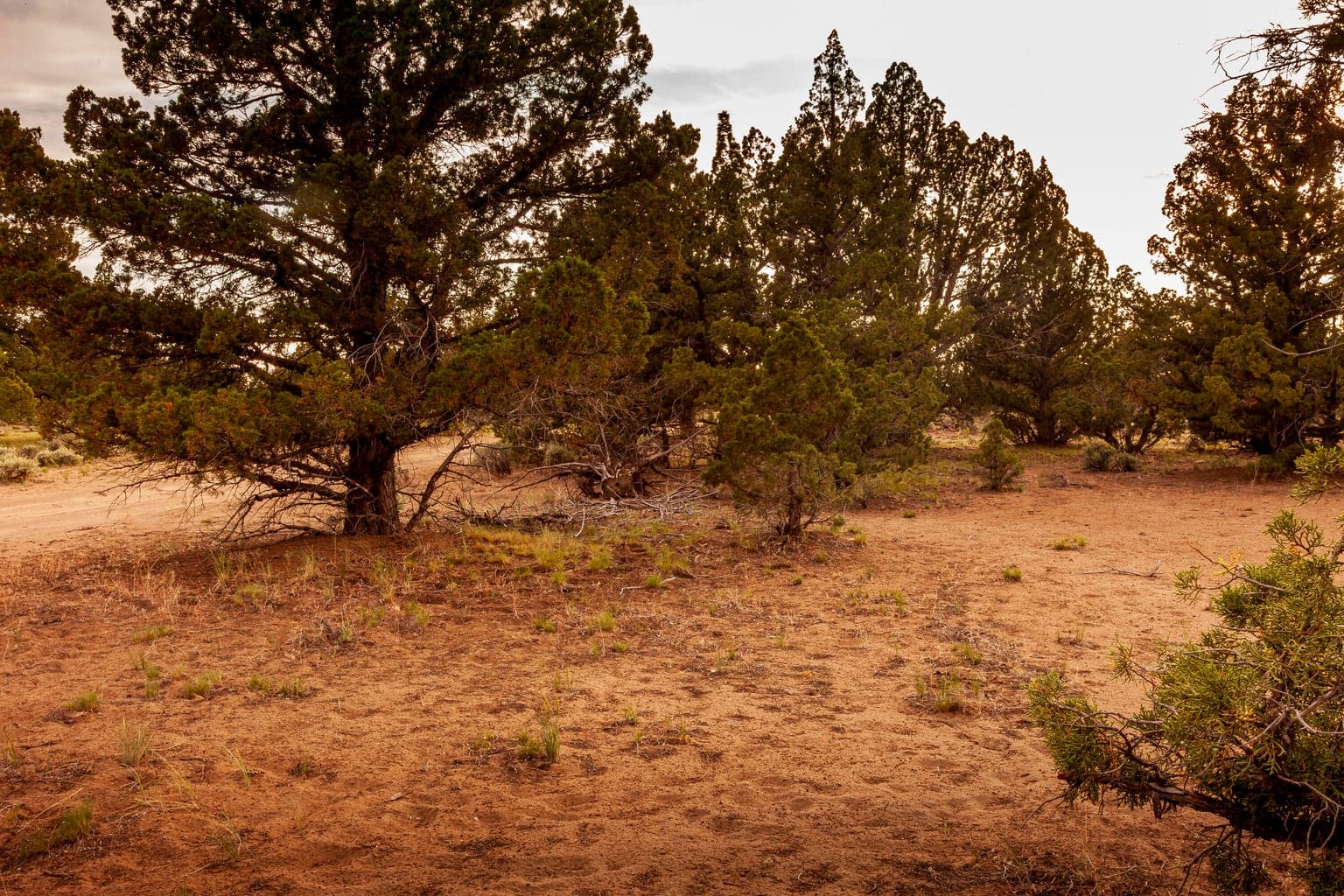 Approximate NE corner of the lot (looking West).