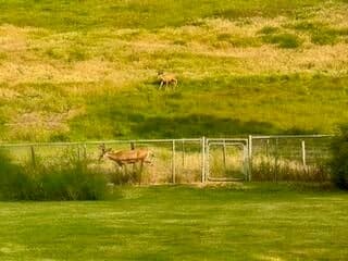 Deer outside the great room window