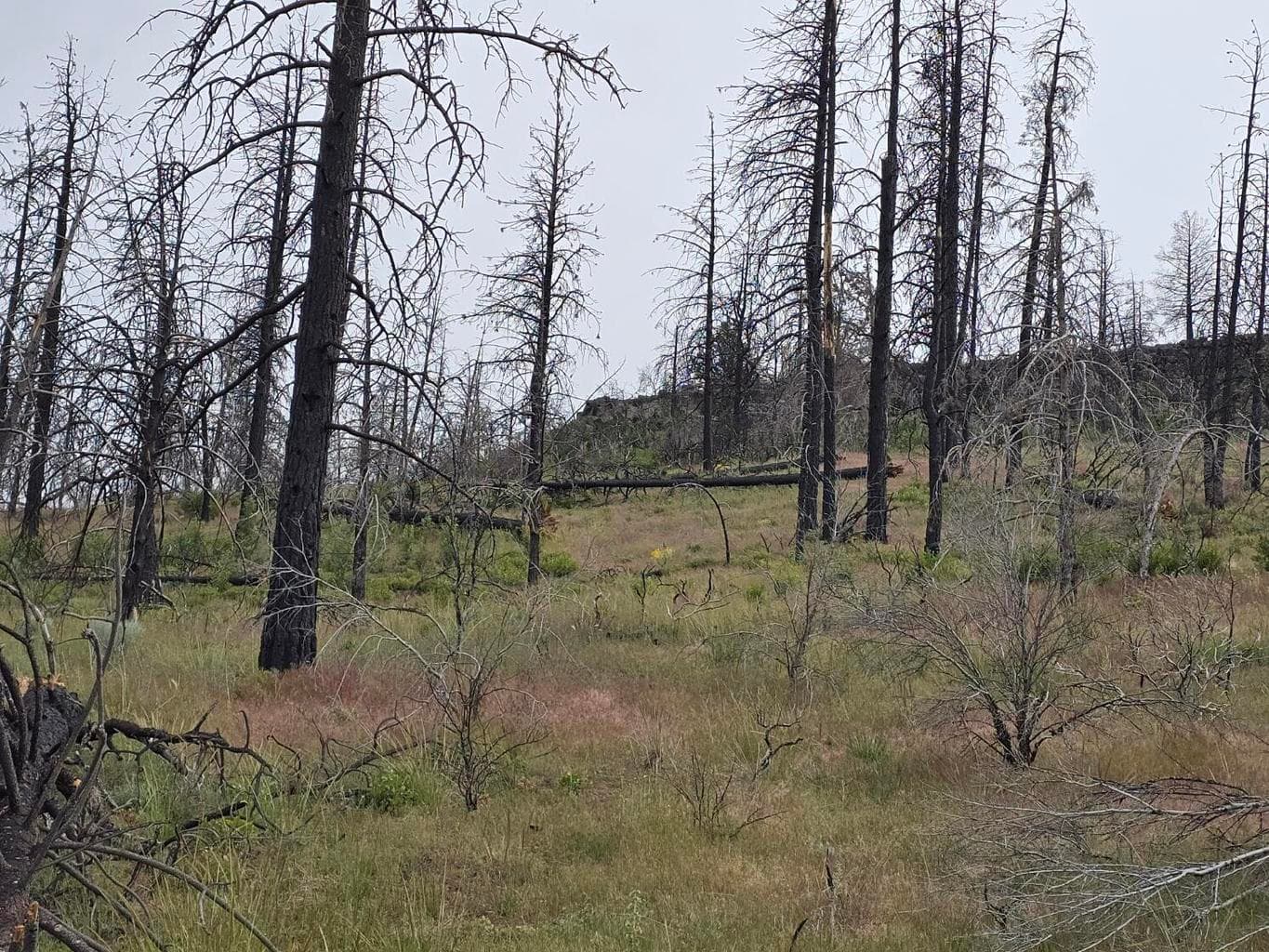 Oregon Pines, Sprague River, 97639