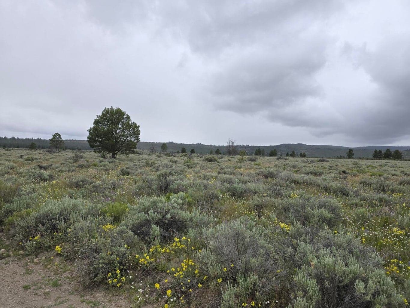 Area Photo