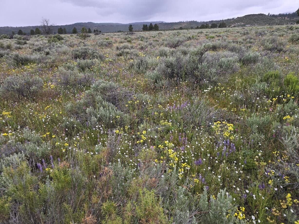 Area Photo