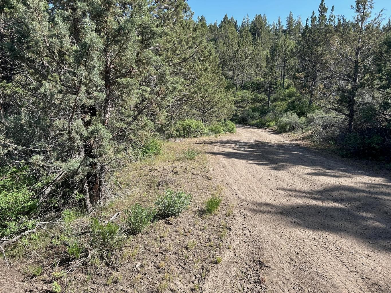 Photo of Simpson 5 of 12