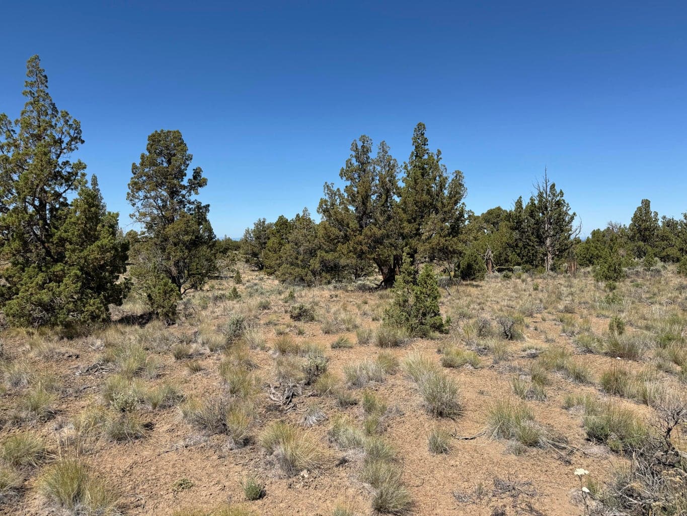 Photo of Tumalo 5 of 15