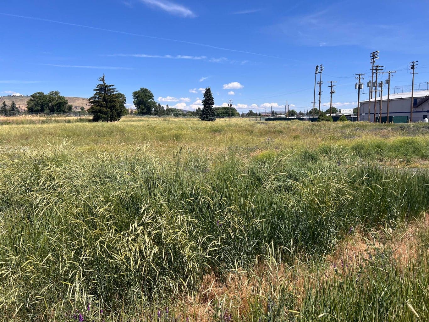 Photo of 00 Crest 4 of 7