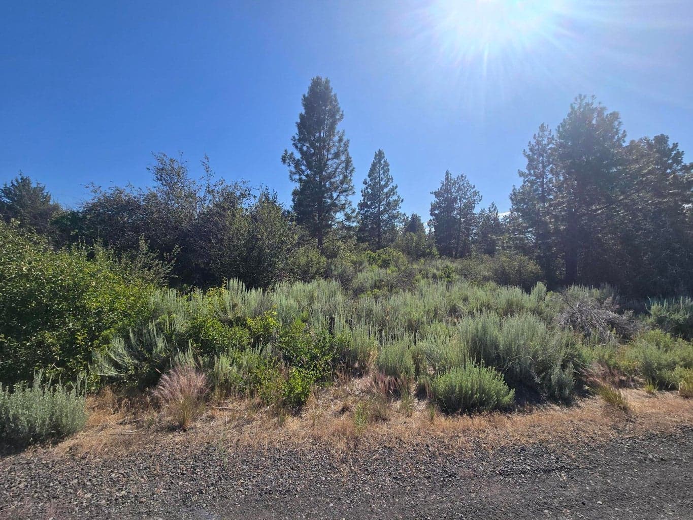 Photo of Wrightwood 4 of 5