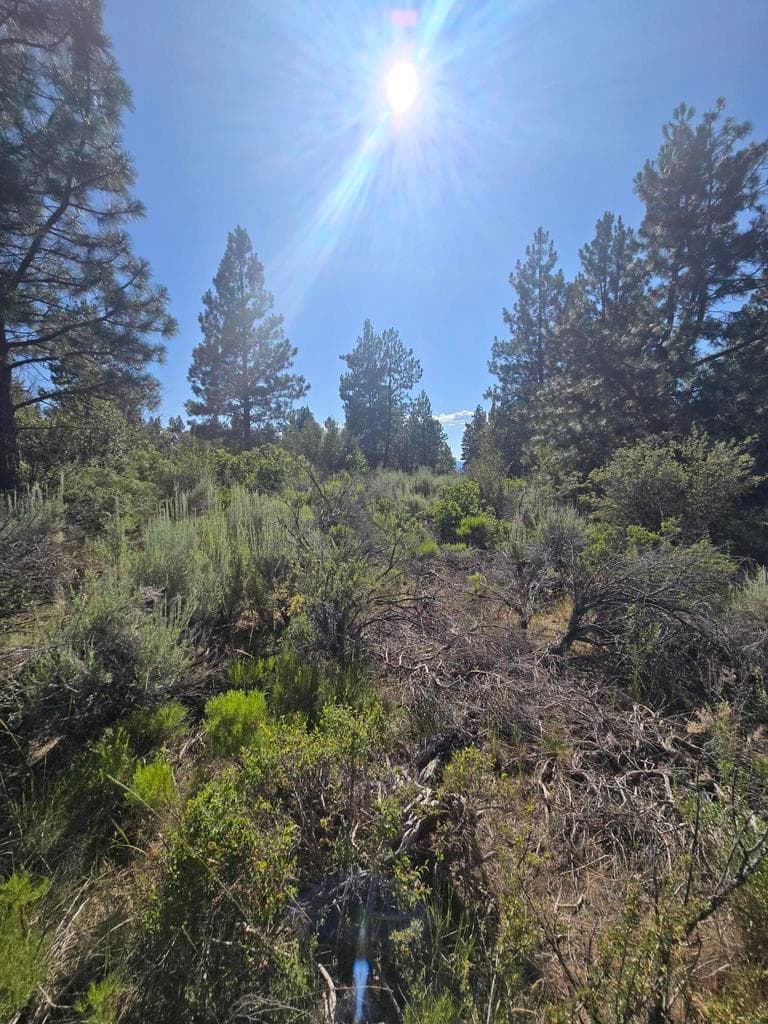 Photo of Wrightwood 5 of 5