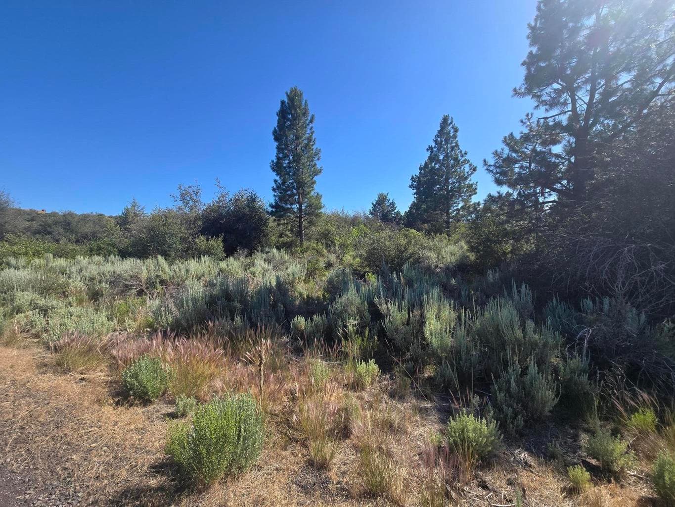Wrightwood