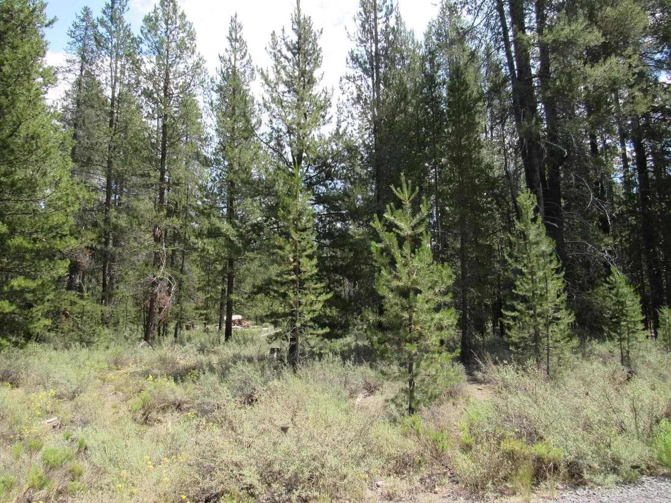 5+acres of timber on a creek