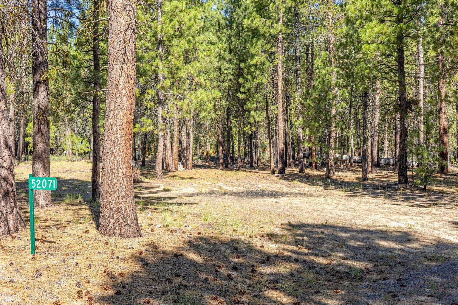 52071 Red Pine