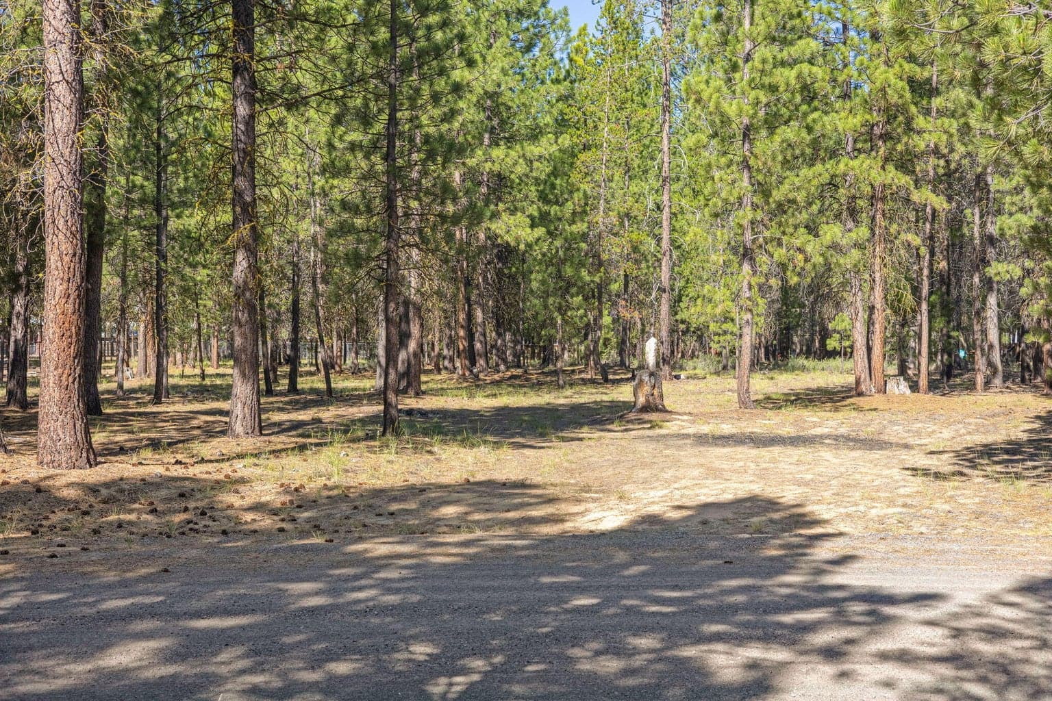 Photo of 52071 Red Pine 3 of 23