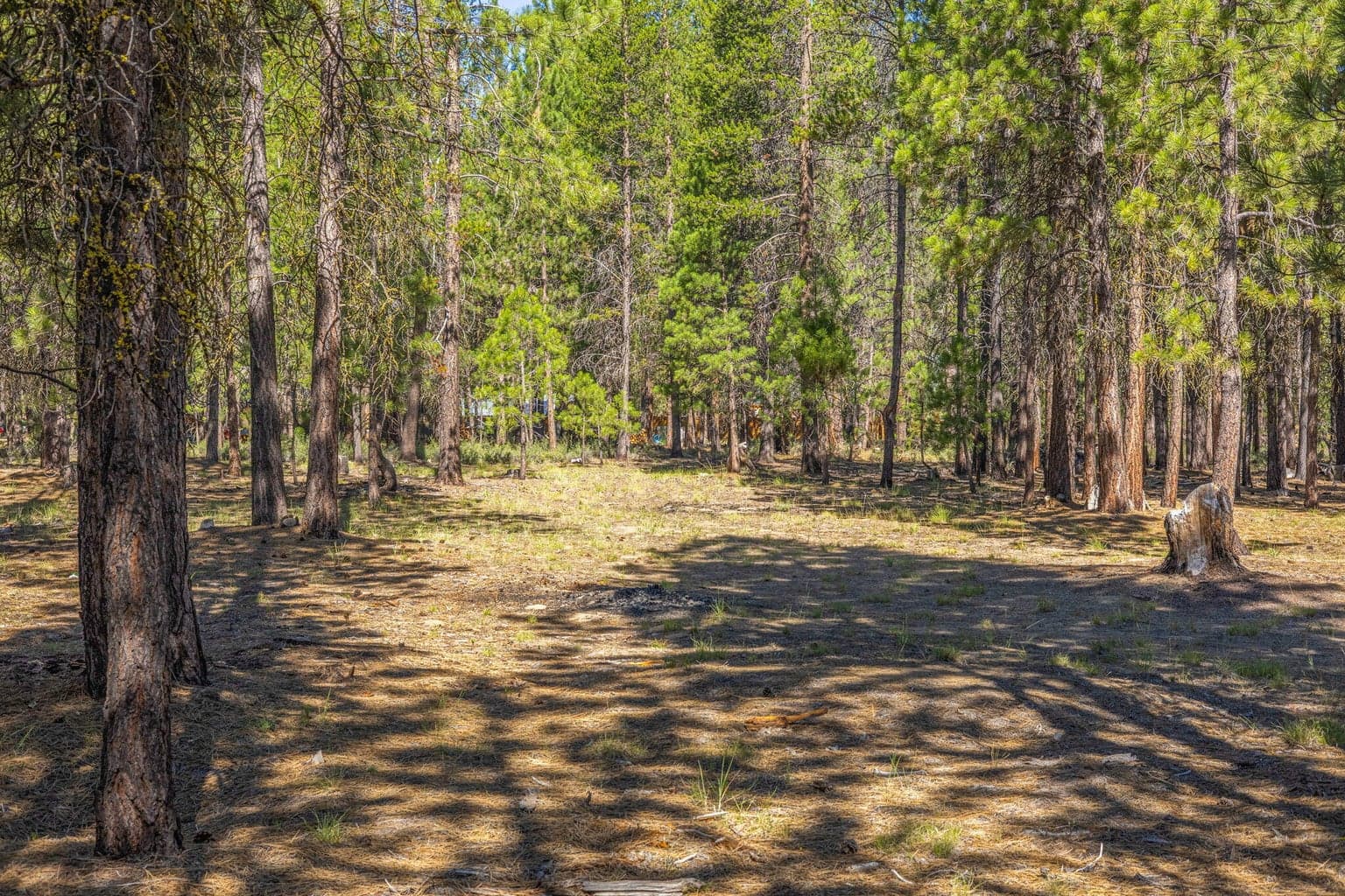Photo of 52071 Red Pine 5 of 23