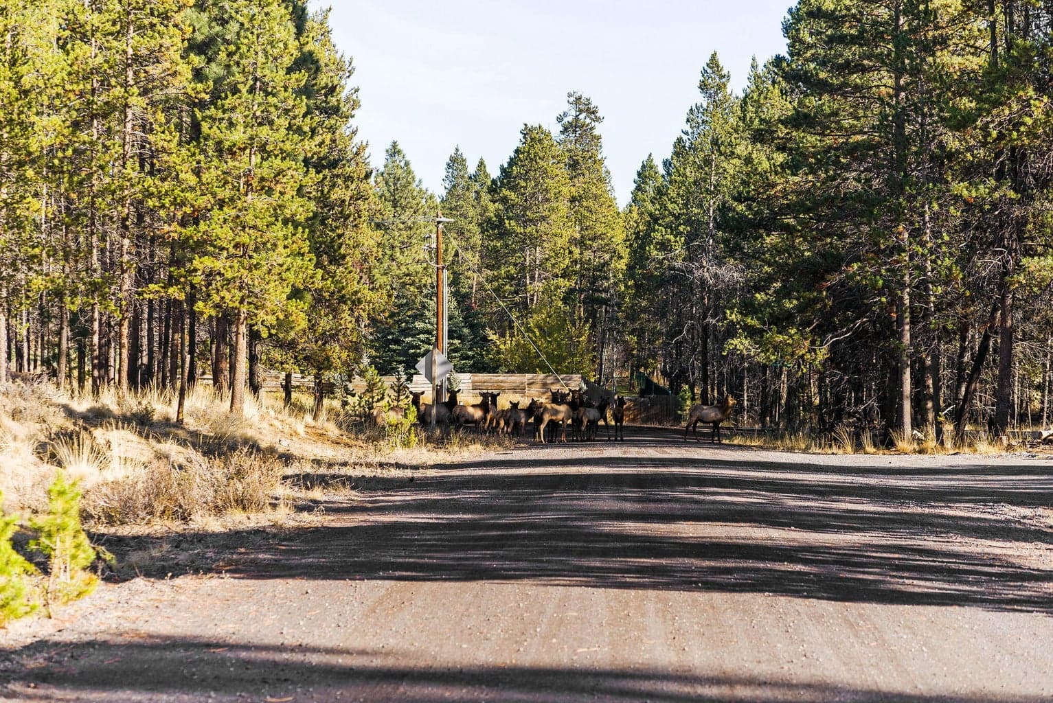 Elk crossing!