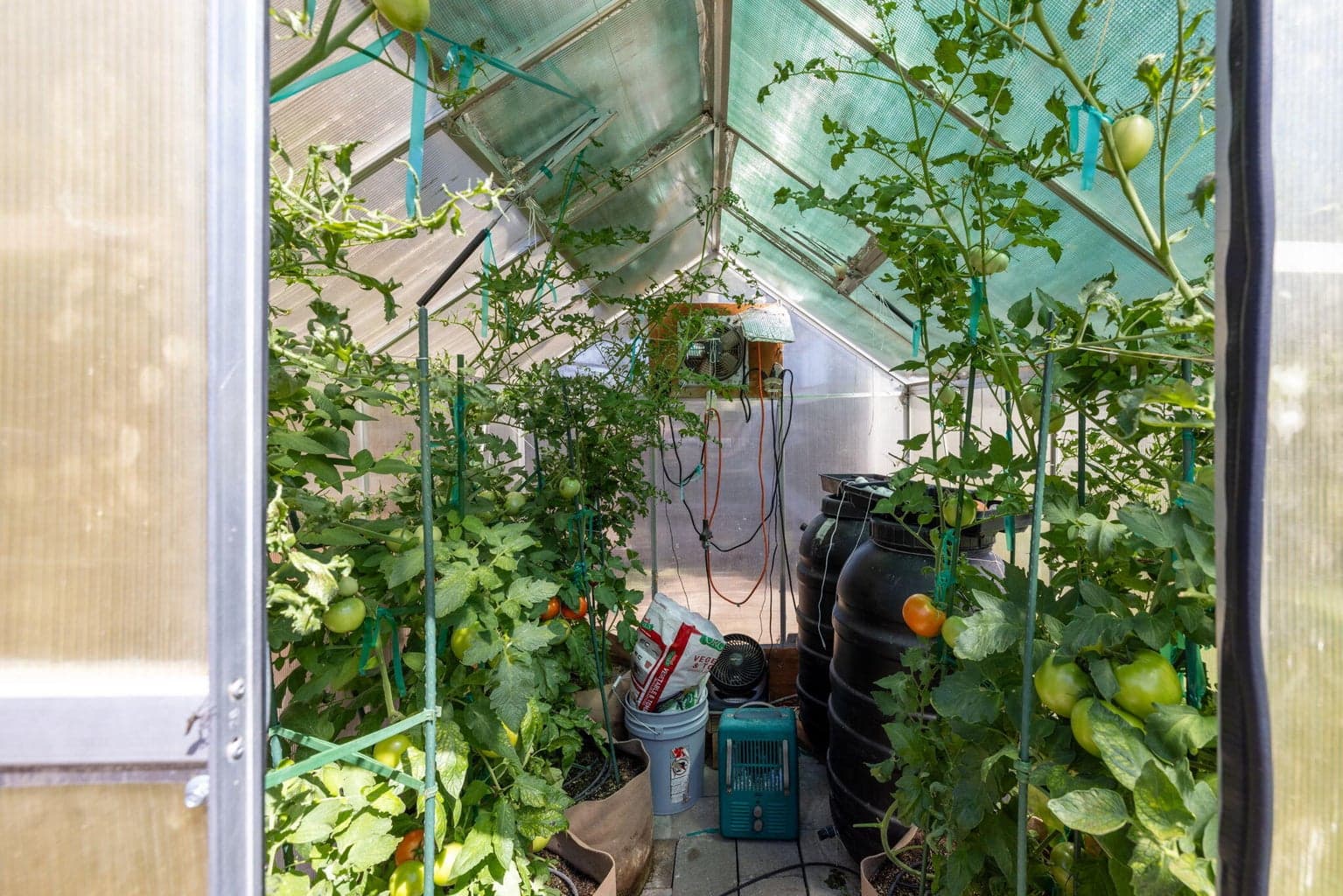 6 x 8 Greenhouse with It's Own Watering Zone, Exhaust Fan, Passive Heating form Concrete Block Floor & 2 50 Gallon Water Barrels, Programable Heater & Currently Full of Tomato Plants