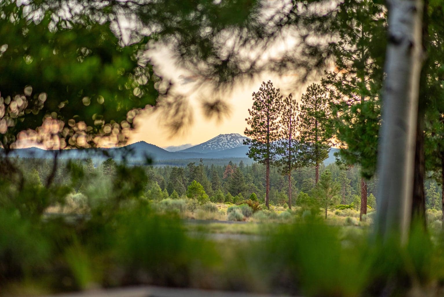 Bachelor views off front patio.