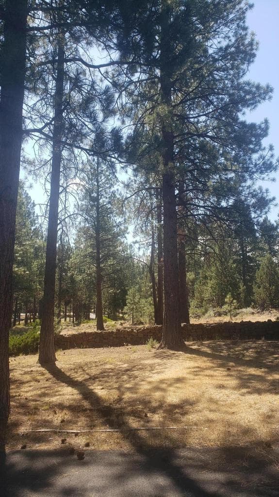 Beautiful Ponderosa Pines about