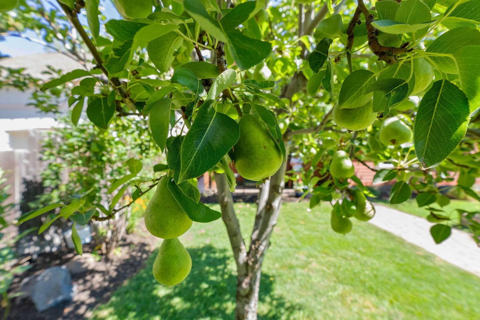 One Bosch pear & one Barlett pear tree; Fruit producing