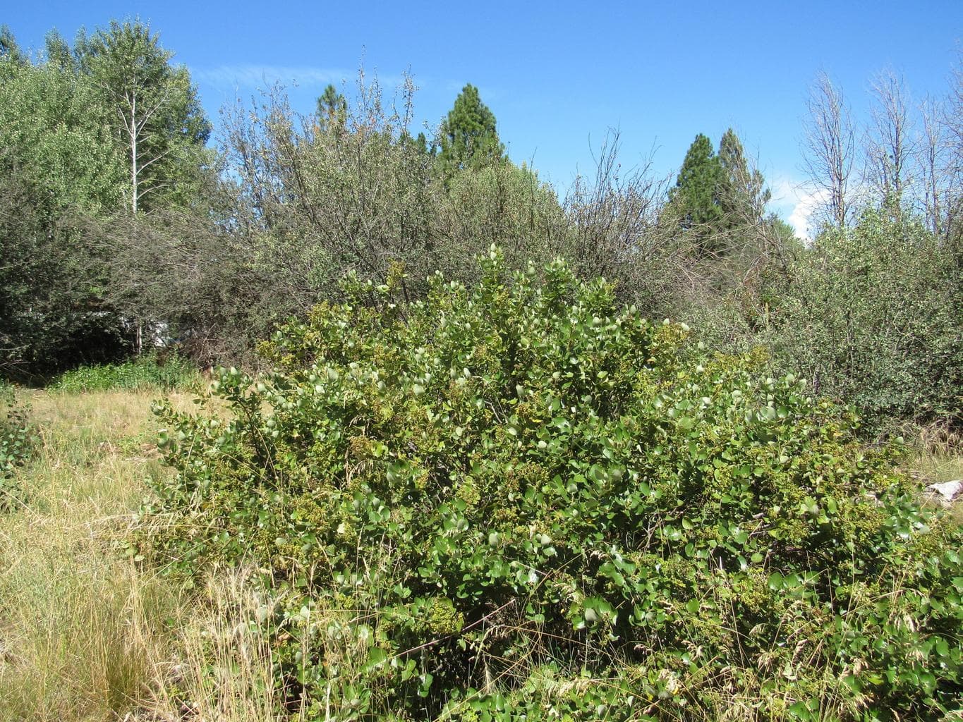 Photo of 0 Forest View 3 of 14