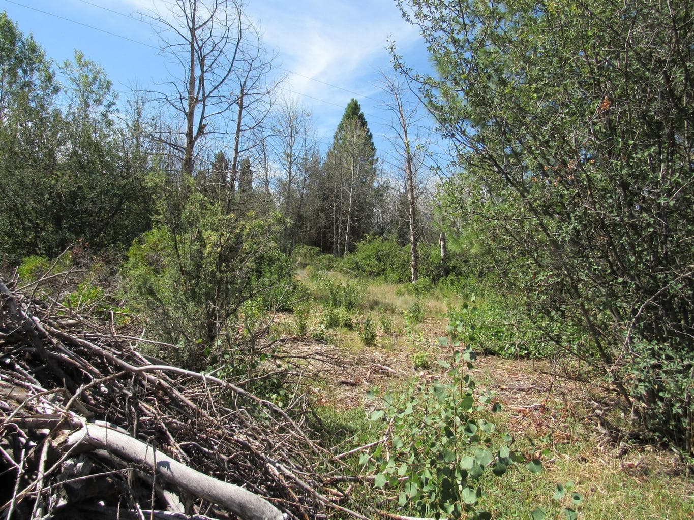 Photo of 0 Forest View 4 of 14