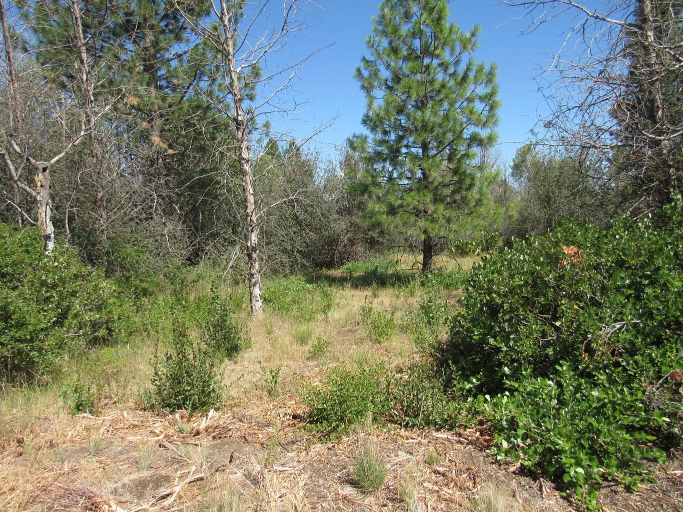 Photo of 0 Forest View 5 of 14