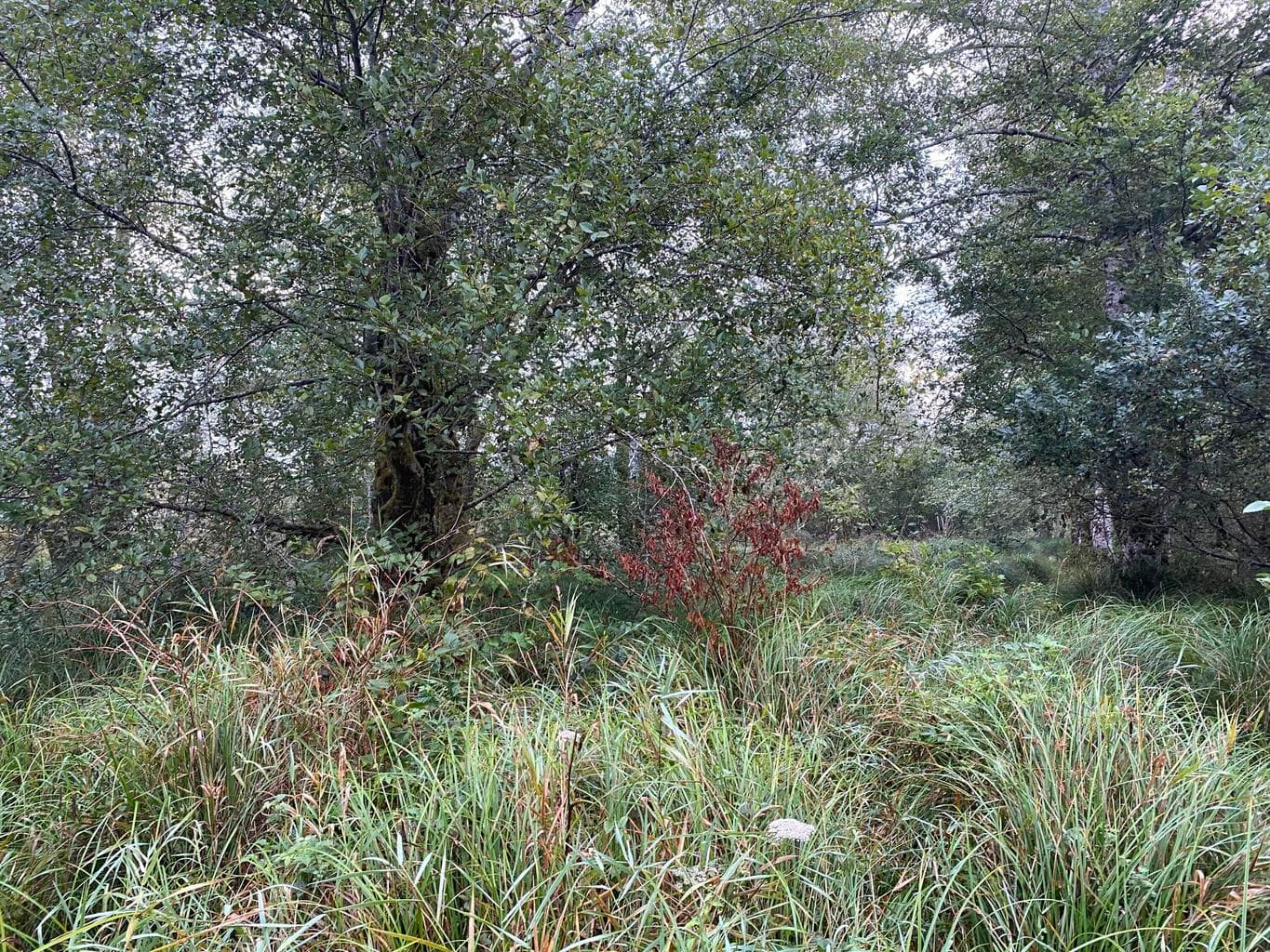 Photo of 000 Dellmoor 2 of 12