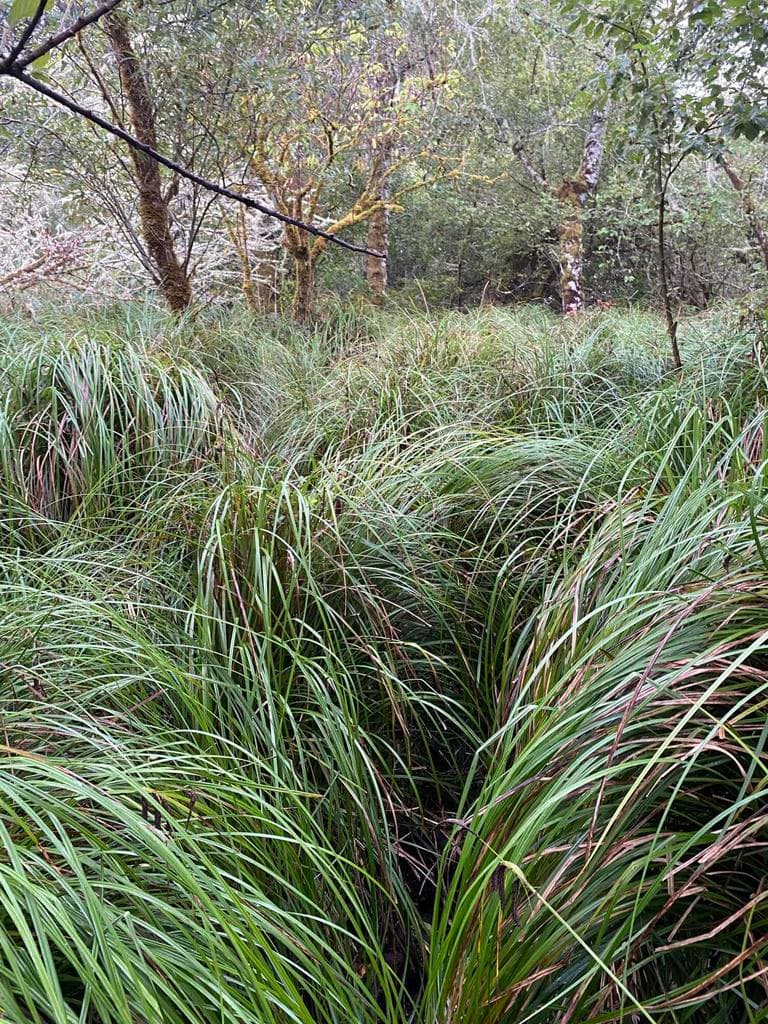 Photo of 000 Dellmoor 5 of 12