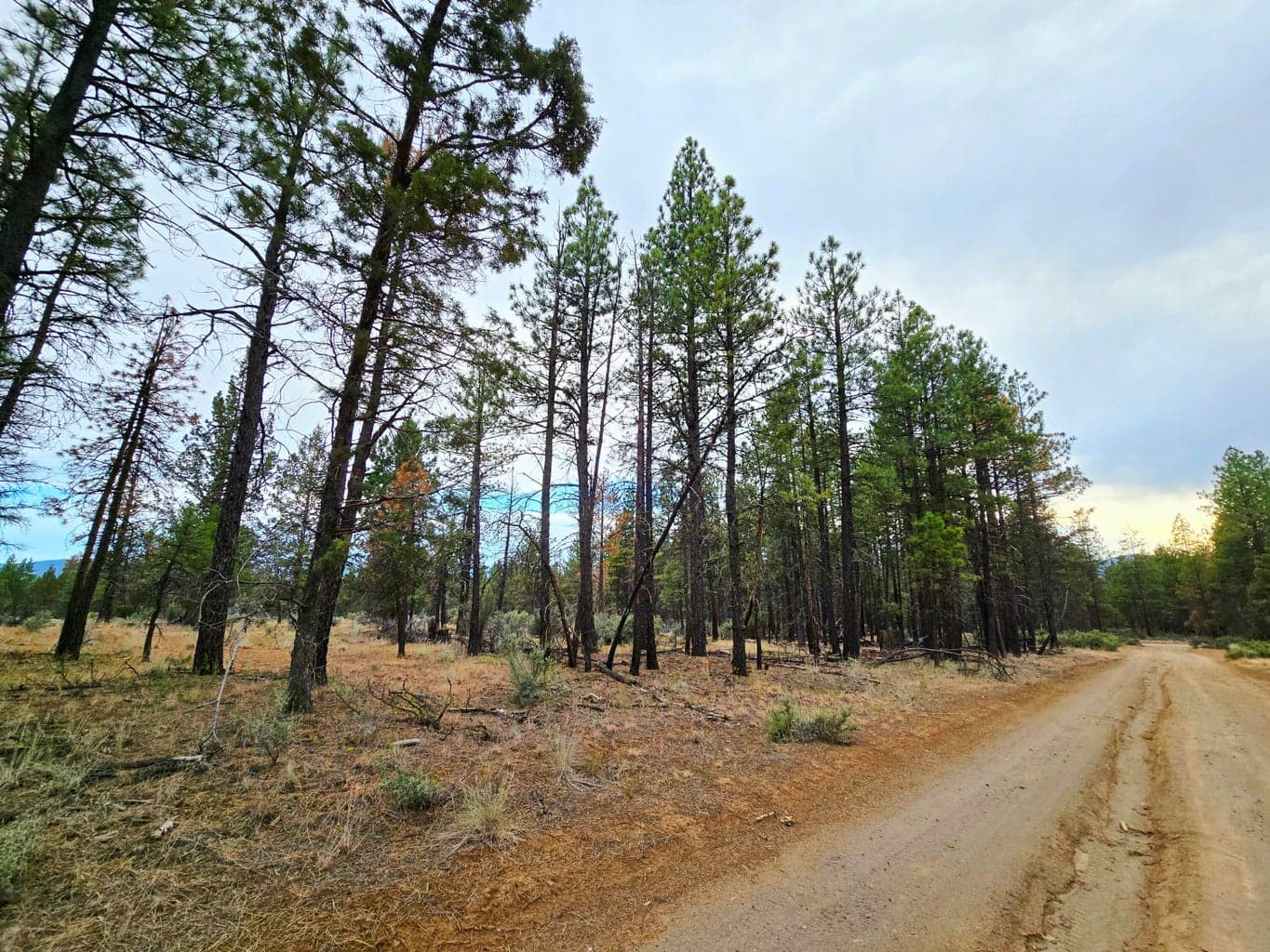 Dirt Road & the property to the left