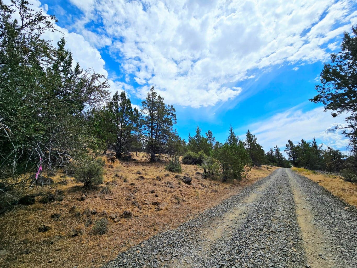 Canvasback Rd. and property to the left