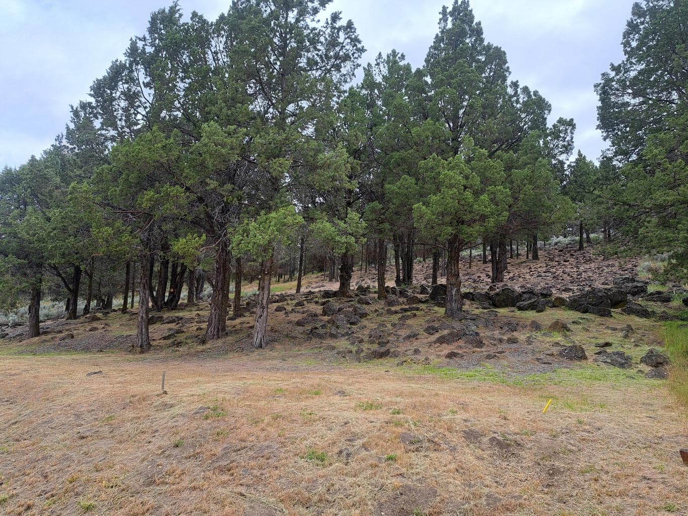 Photo of 0 Parula 2 of 23