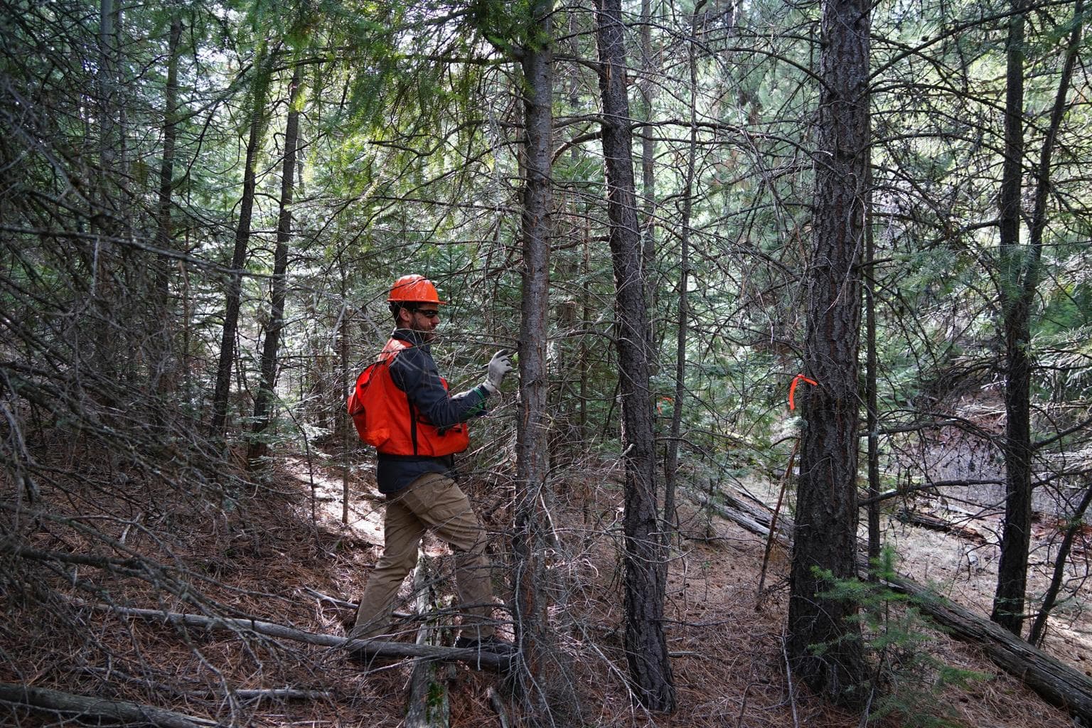 Photo of Opal Creek 2 of 24