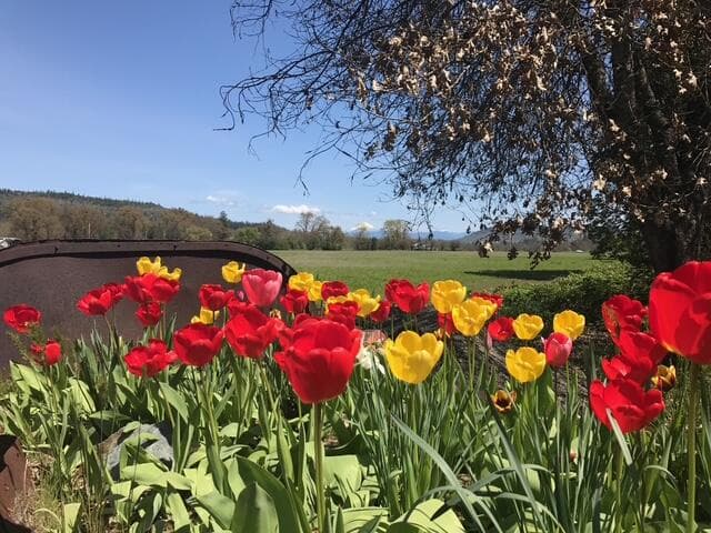 Tulips in the front yard