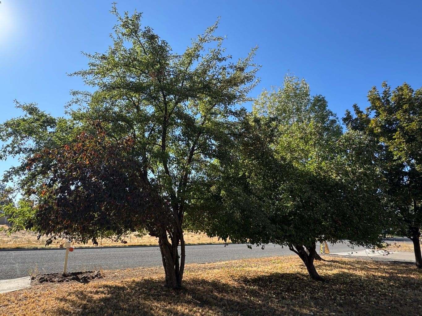 Huge apple trees