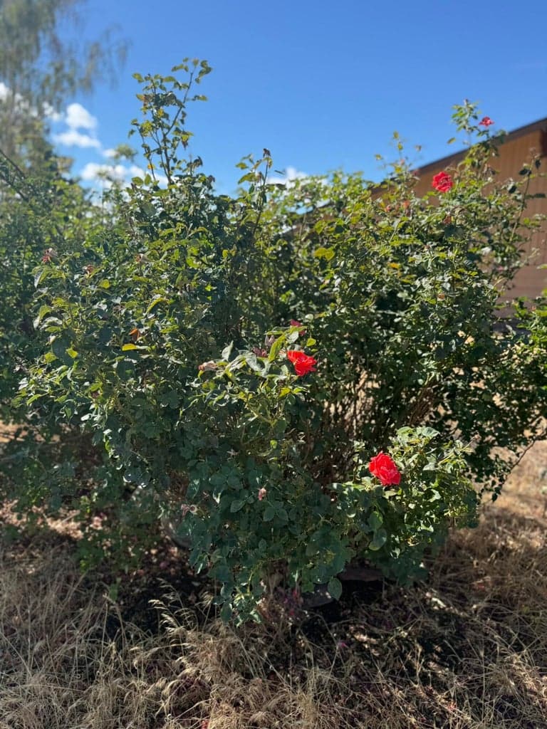 Multiple Rose bushes onsite