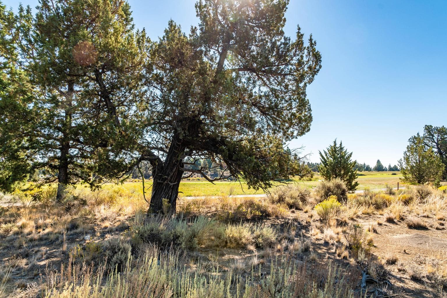Large, flat, buildable lot at Pronghorn Resort in Bend, OR