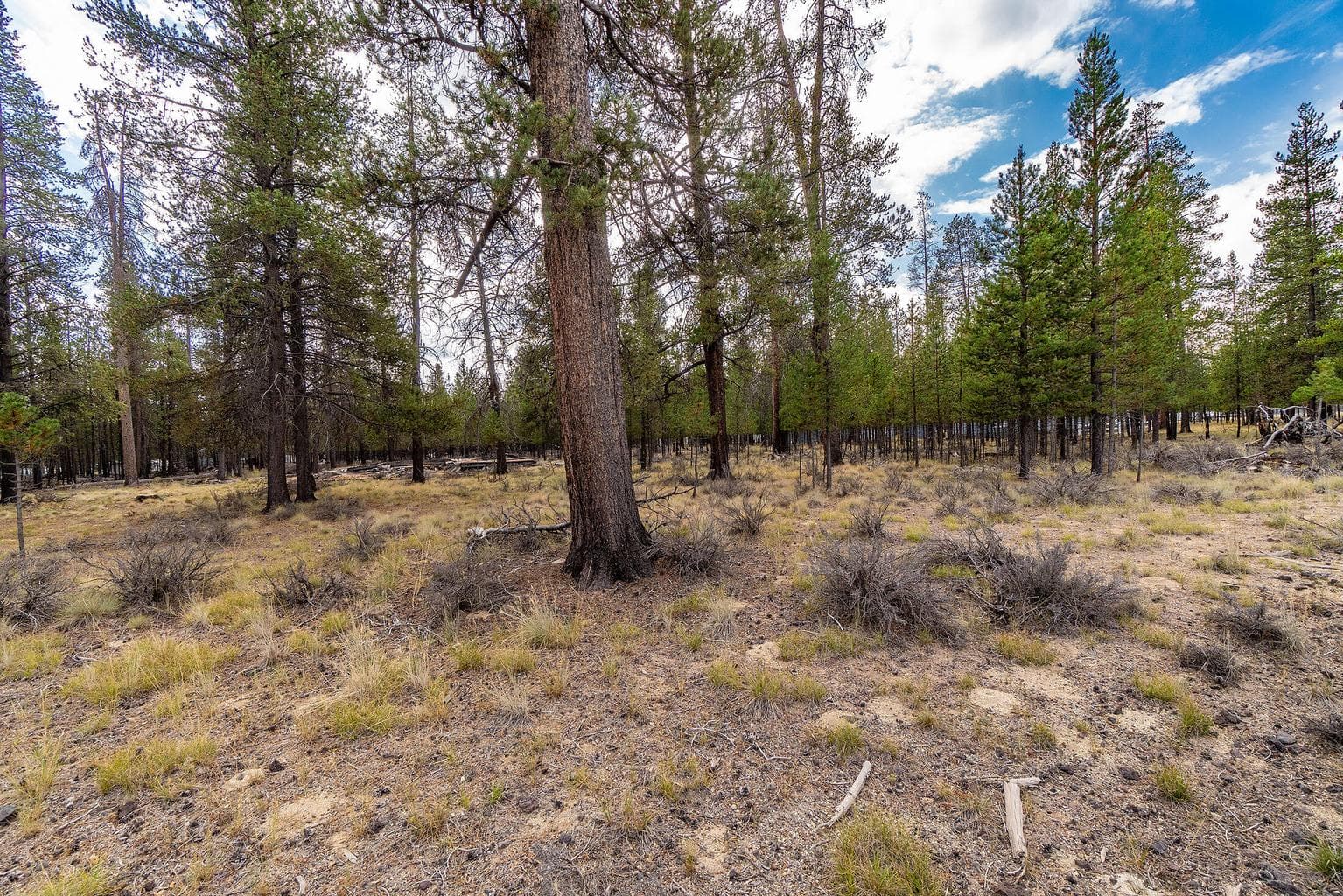 Photo of TL 699 Alderwood 7 of 17