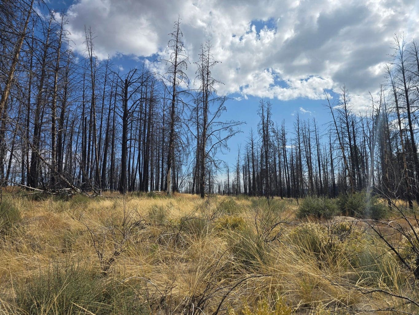 Valley Oak, Bly, 97622