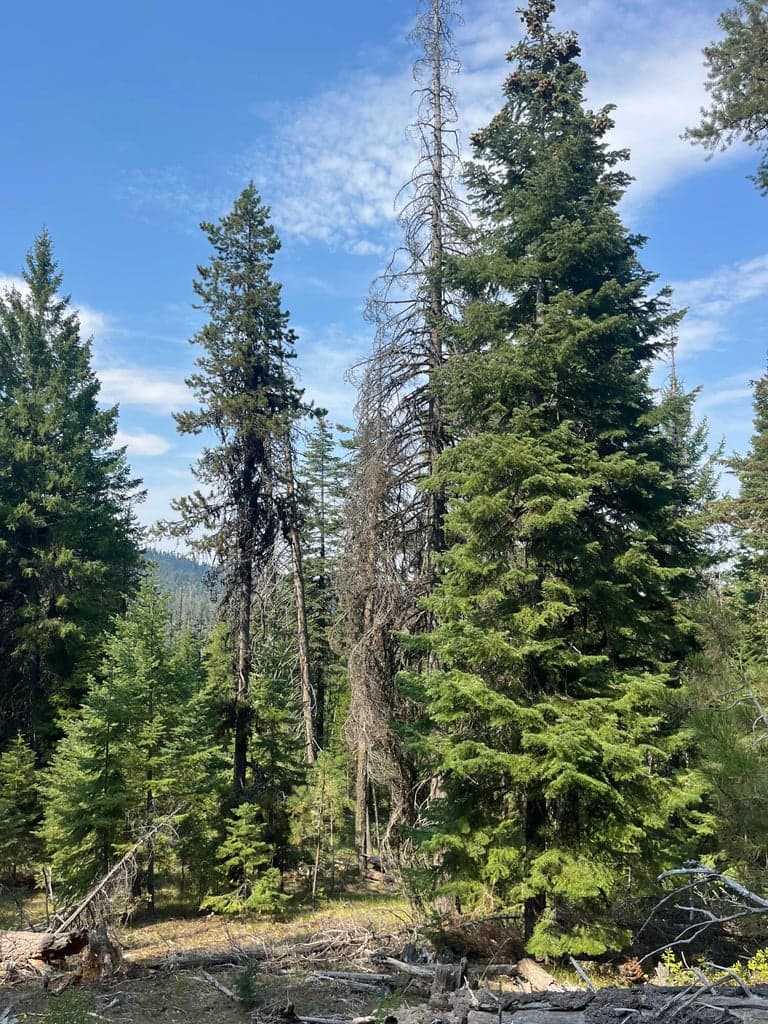 USFS 112, Mount Vernon, 97865